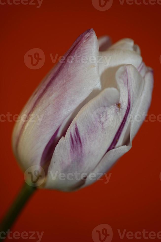 tulpan närbild bakgrund familj liliaceae botaniska moderna tryck foto