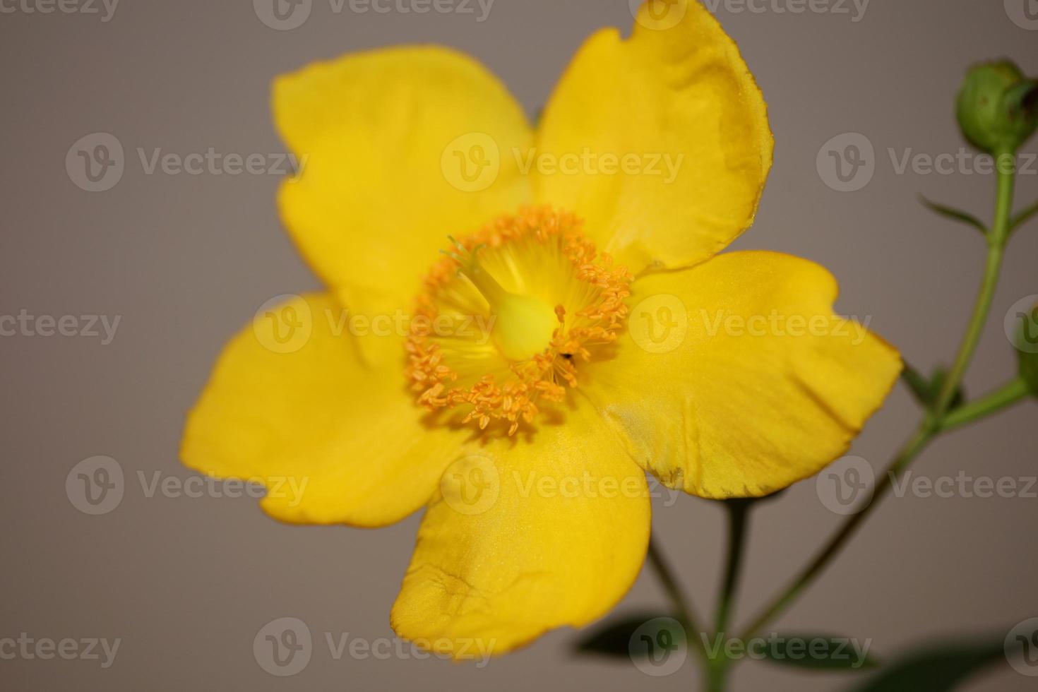 blomma närbild blommande botanisk bakgrund foto