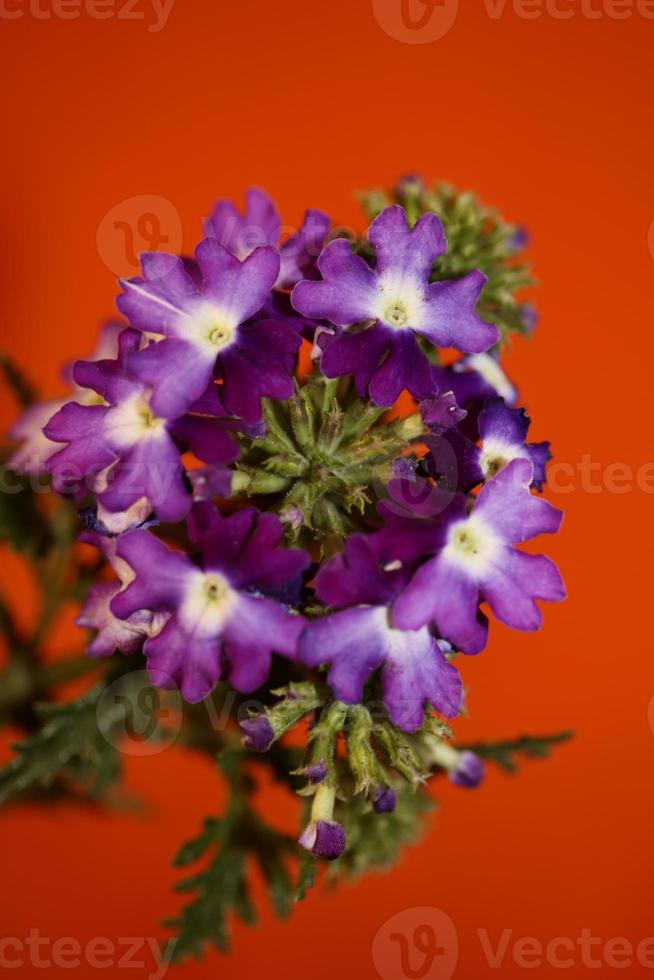 färgglada blommor närbild verbena hybrid familjen verbenaceae foto