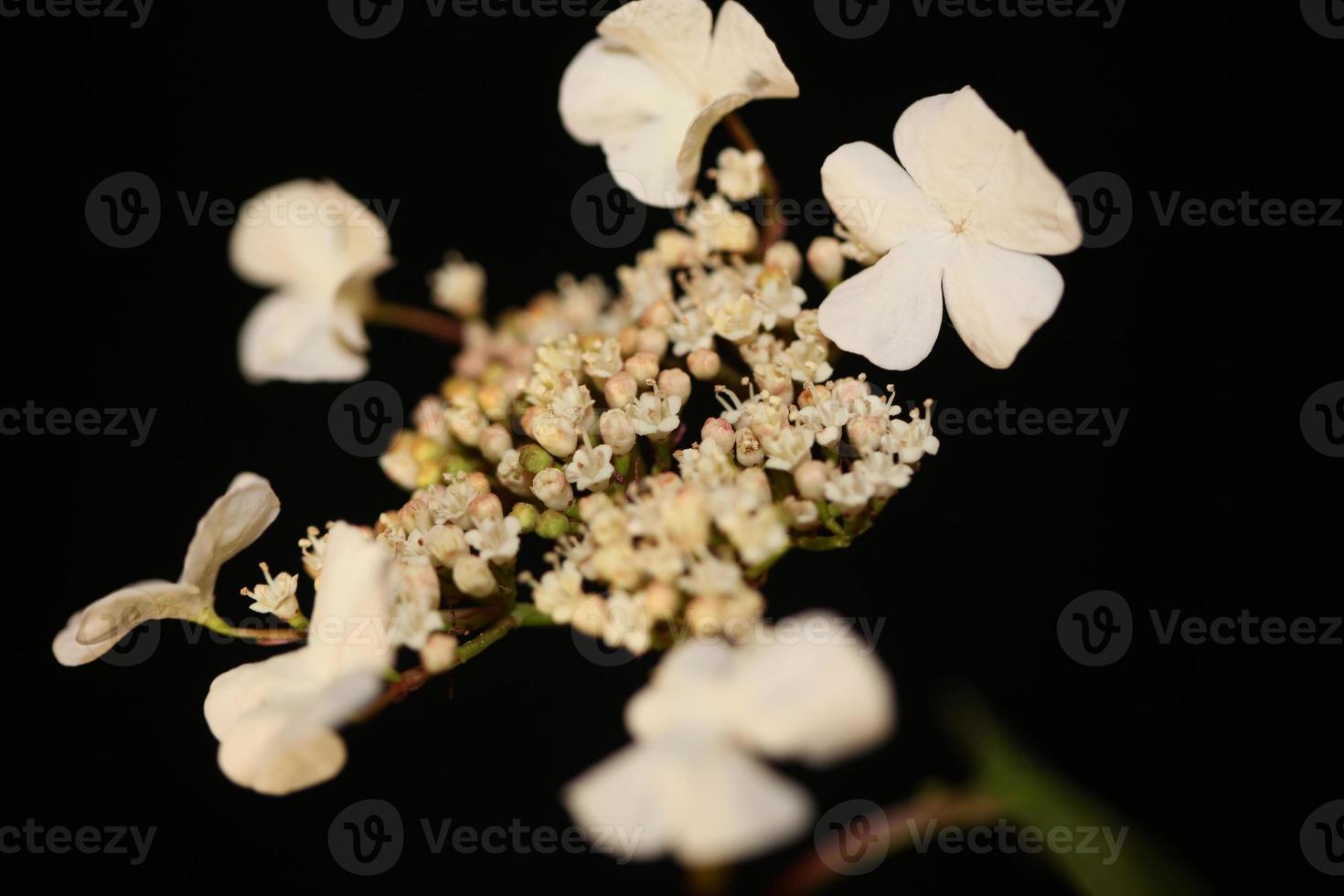 vit liten blomma blommande viburnum tinus l. familjen adoxaceae tryck foto