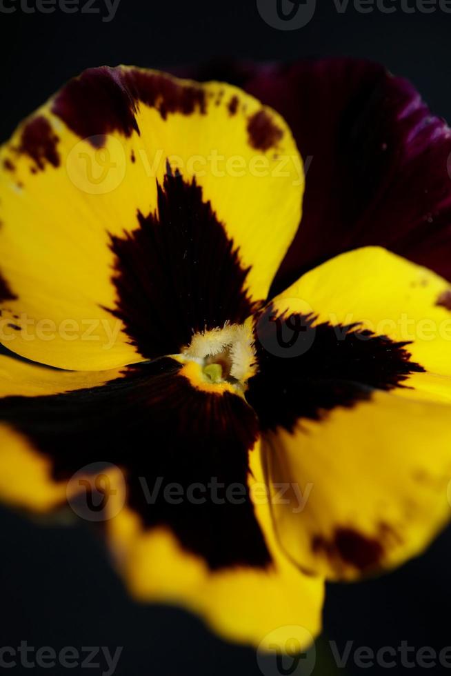 viola blomma blomma familjen violaceae närbild botaniskt tryck foto