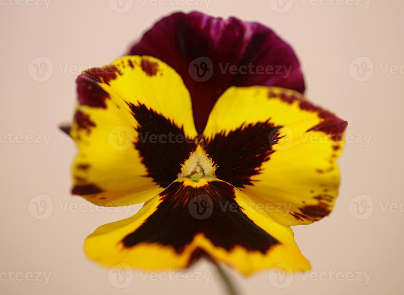 viola blomma blomma familjen violaceae närbild botaniskt tryck foto