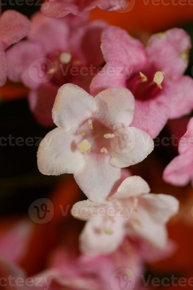 blomma blomma närbild weigela florida familjen caprifoliaceae foto