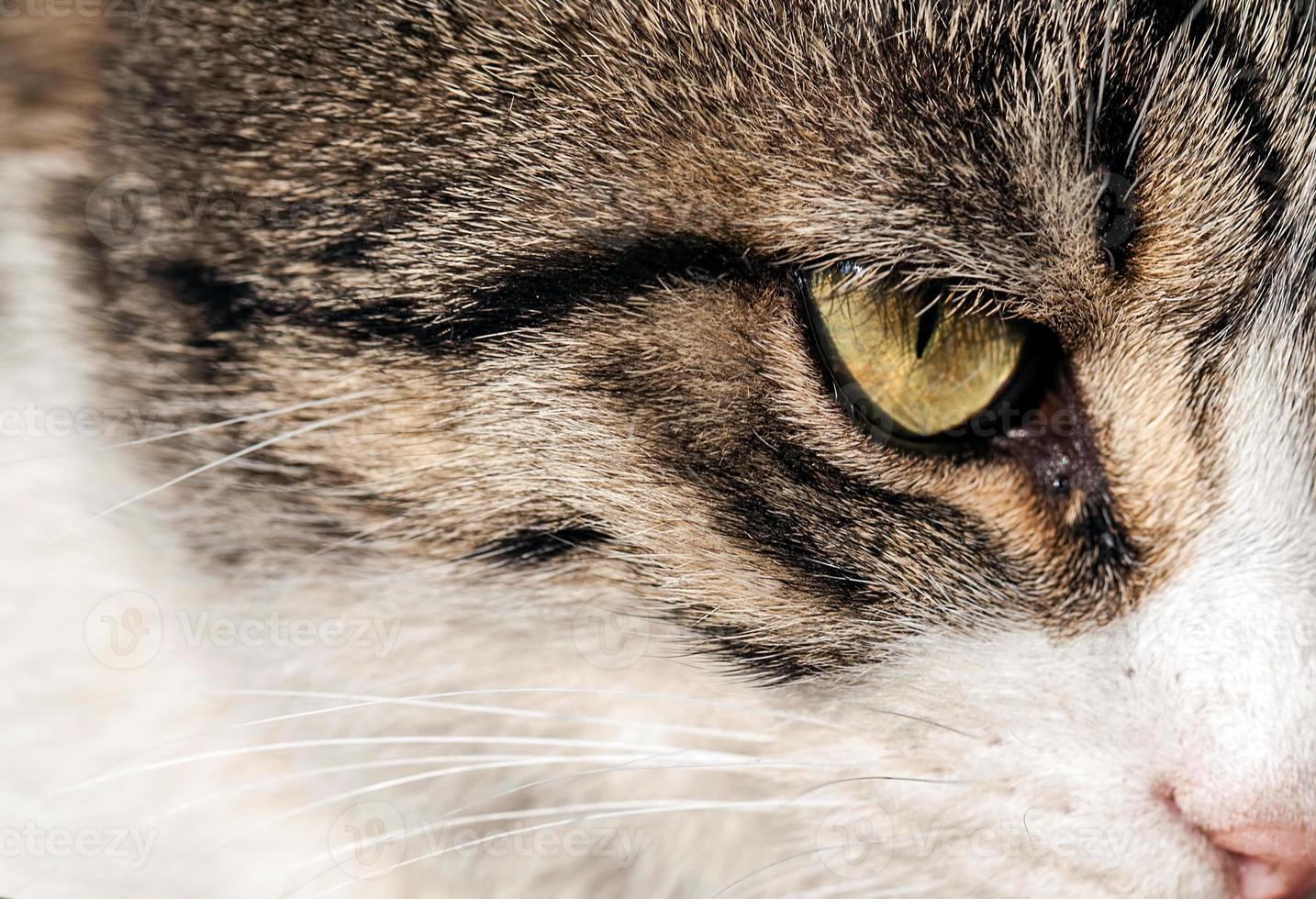 söta djur husdjur katt foto