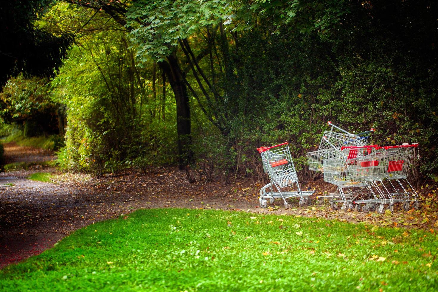 säsongsbetonade träd och vägar grön natur i parken foto