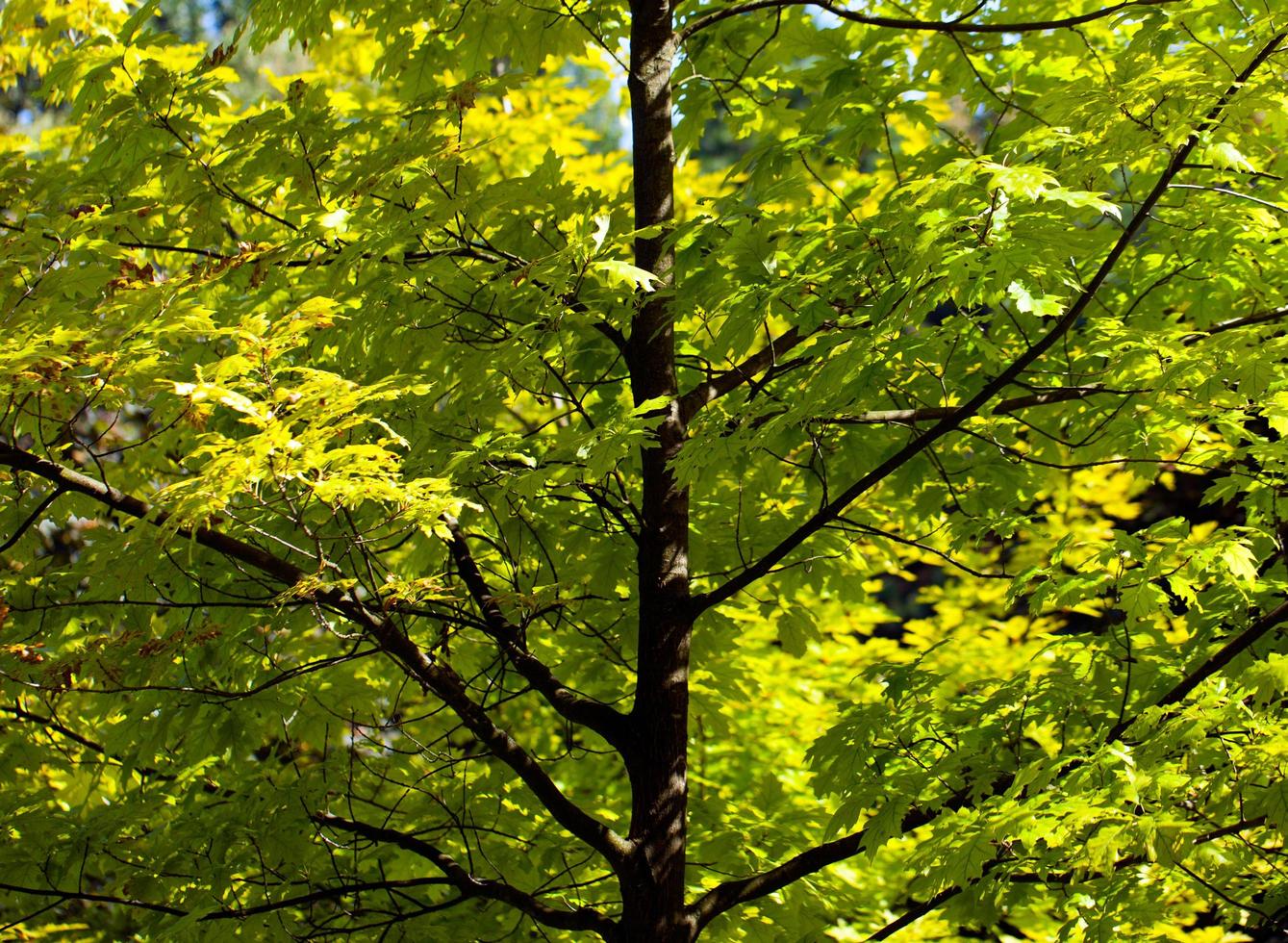 gröna säsongsbetonade löv i naturen foto