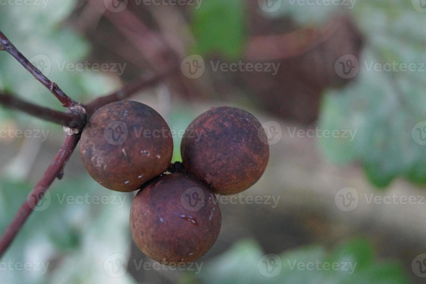 cynips quercusfolii gallbollar på ekblad foto