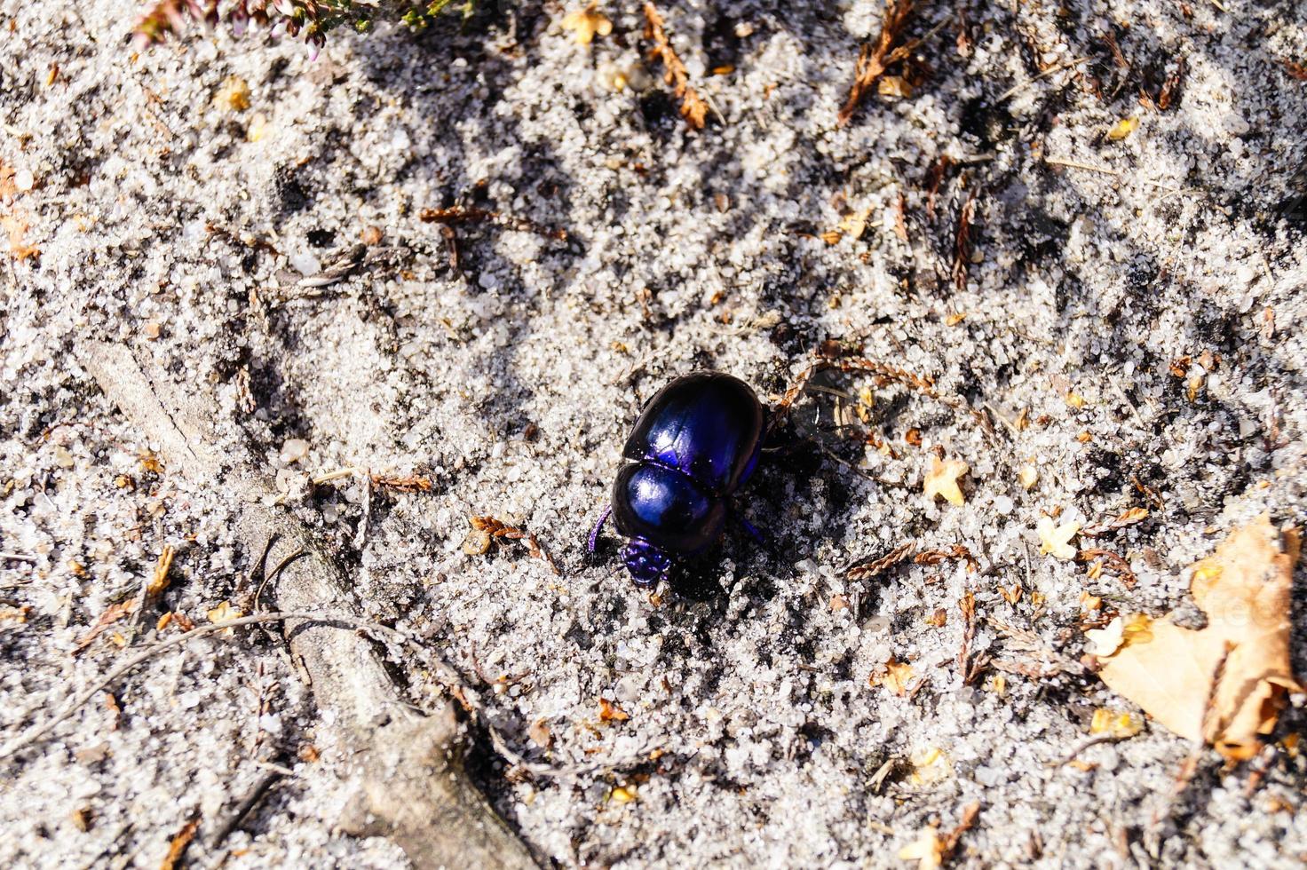 i naturreservatet fischbeker heide bredvid hamburg tyskland foto