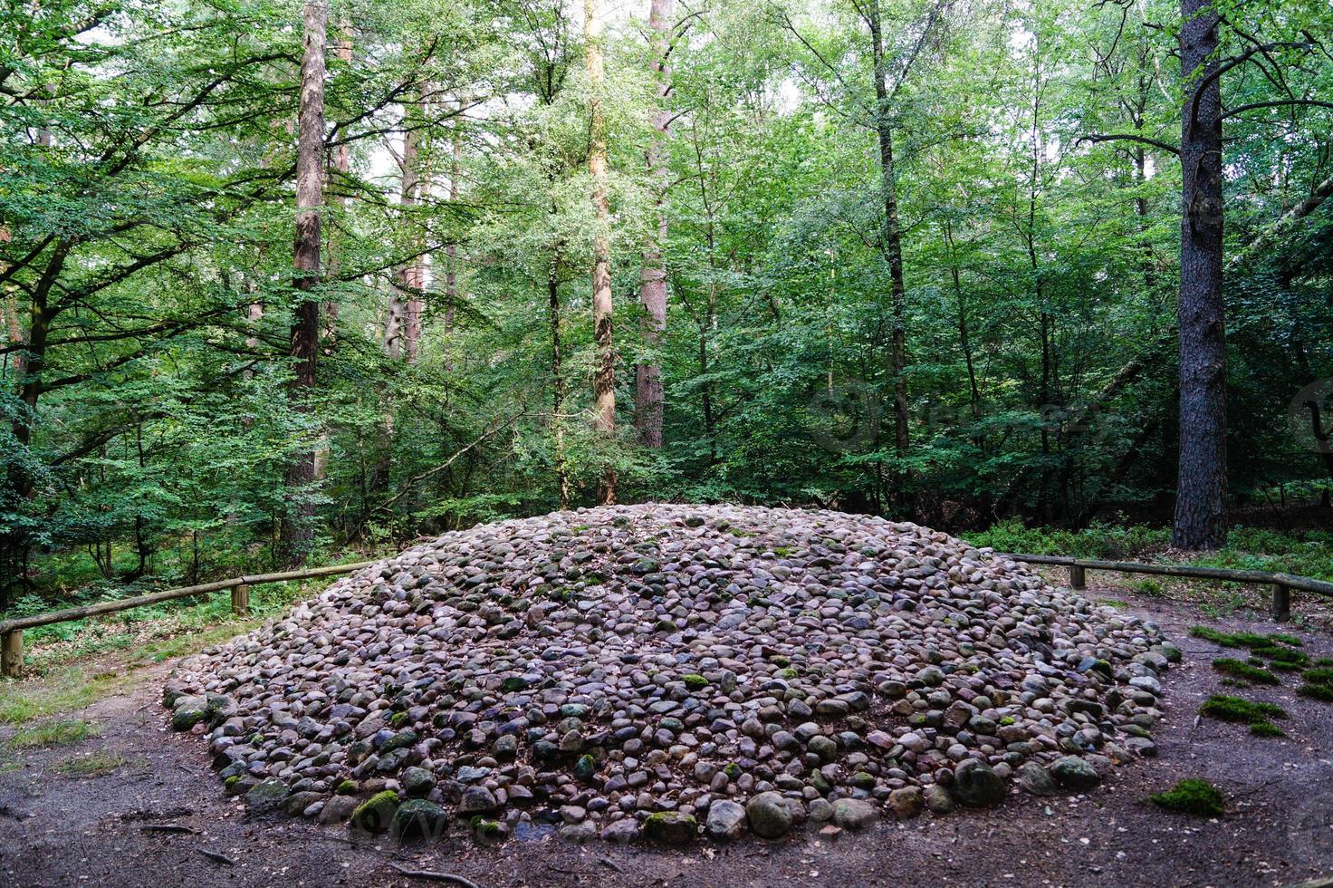 i naturreservatet fischbeker heide bredvid hamburg tyskland foto