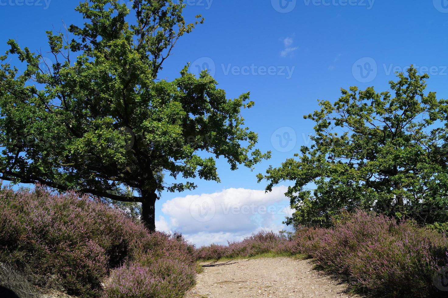 i naturreservatet fischbeker heide bredvid hamburg tyskland foto