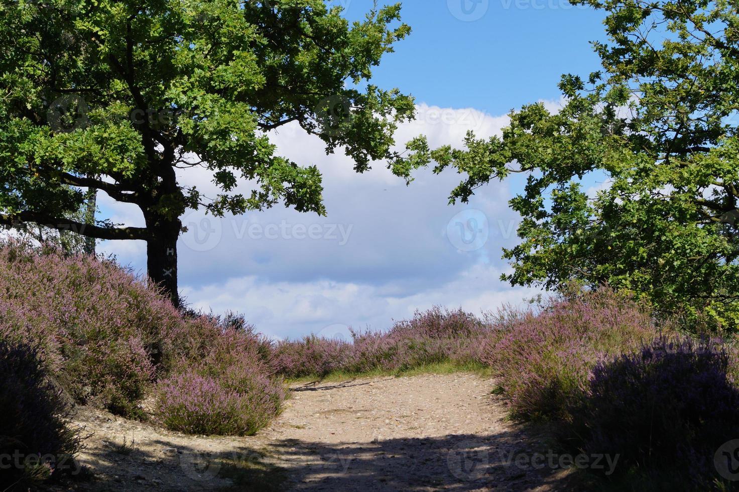 i naturreservatet fischbeker heide bredvid hamburg tyskland foto