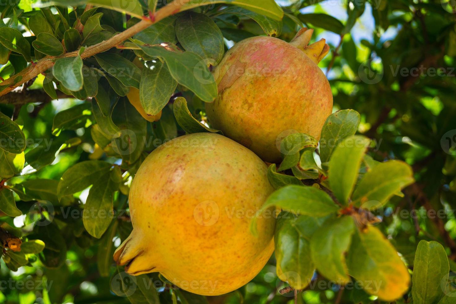 rött granatäpple på olivträ foto