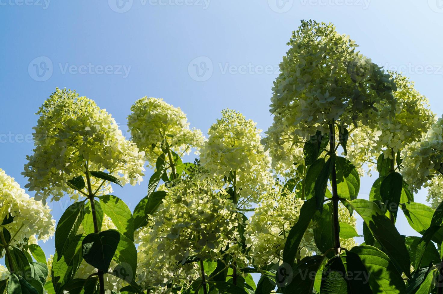 den romantiska hortensia blomman hortensia foto