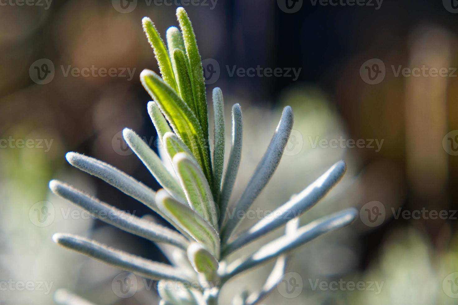 alternativ medicin med färsk lavendel foto