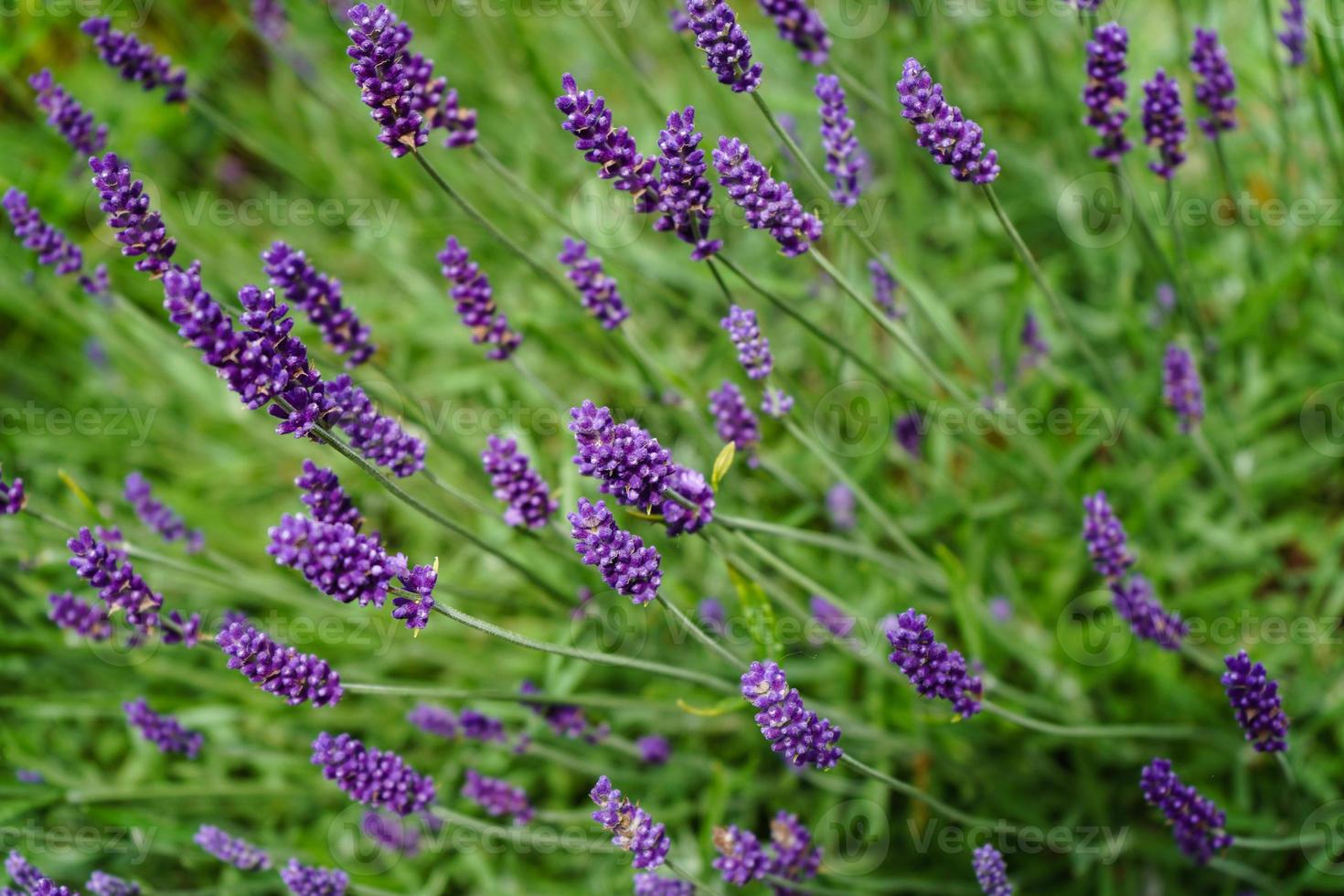 alternativ medicin med färsk lavendel foto