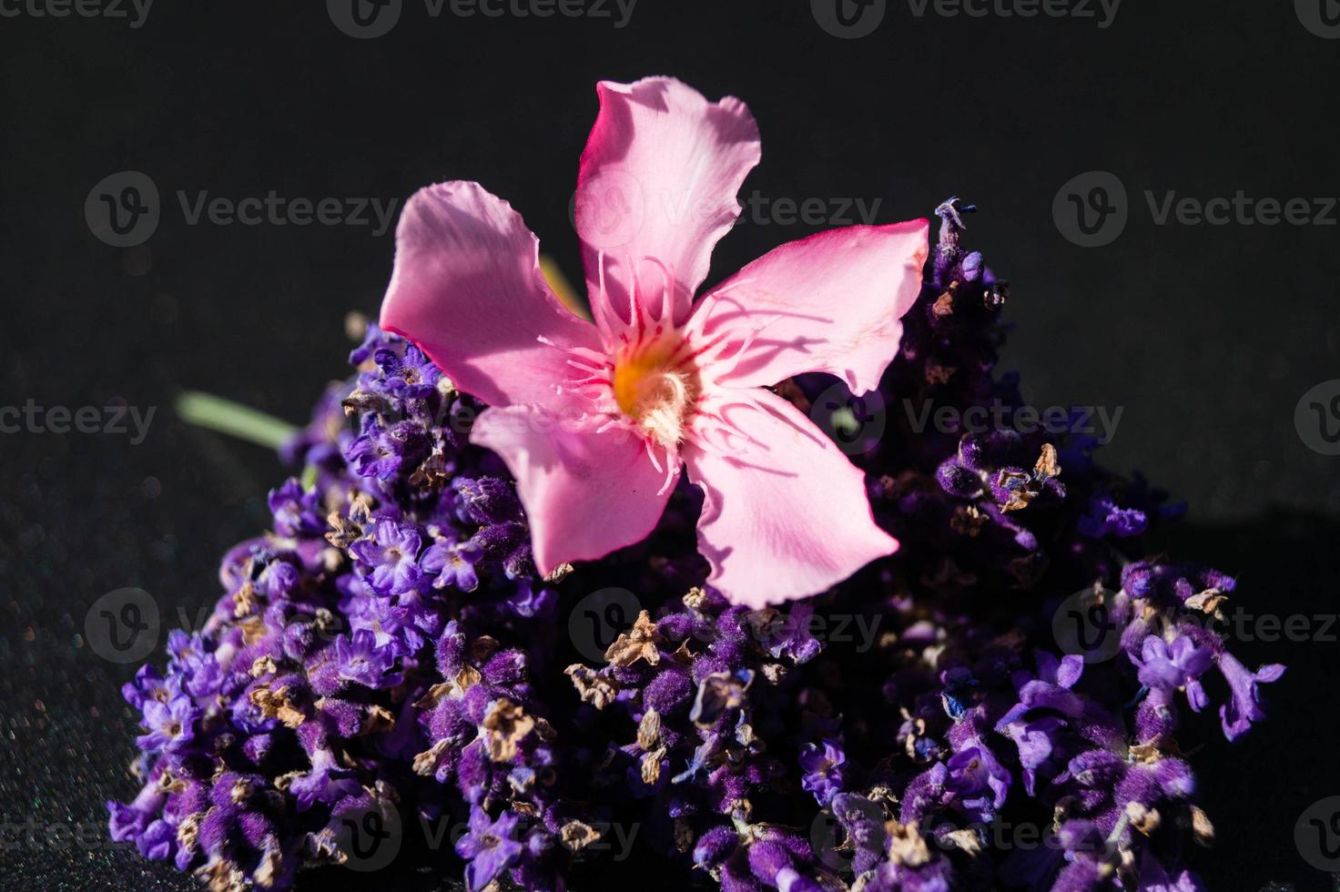 alternativ medicin med färsk lavendel foto