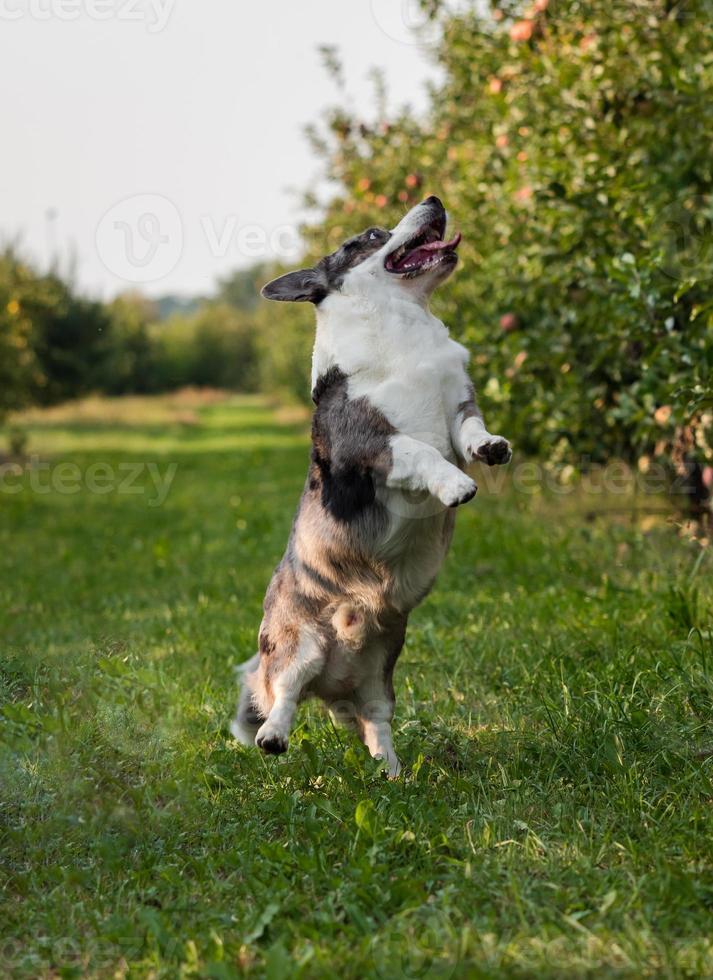corgi hund som hoppar utomhus i äppelodling foto