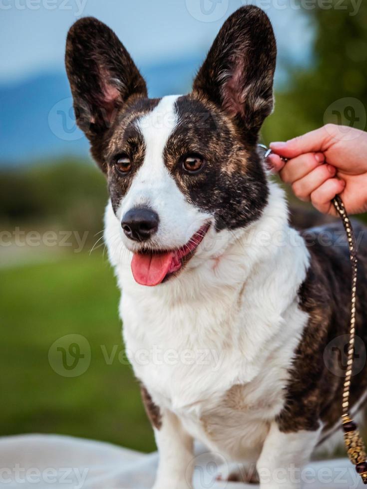 brun corgihund foto