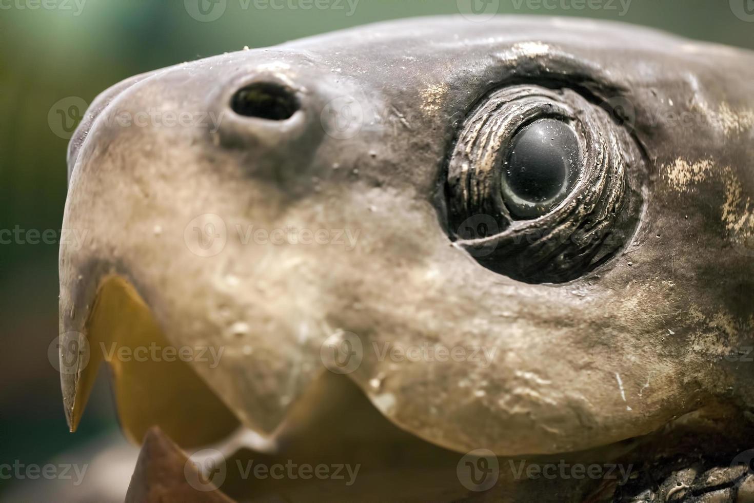 förhistoriska gamla djur sköldpadda skelett fossil foto