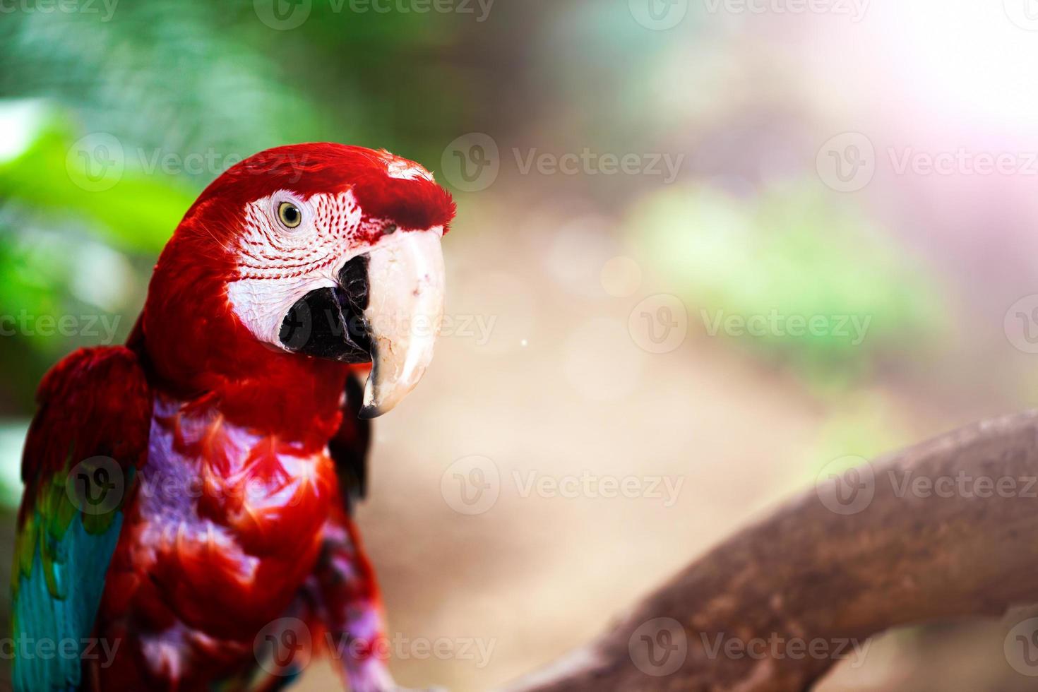 söt djurfågel färgrik exotisk tropisk papegoja foto