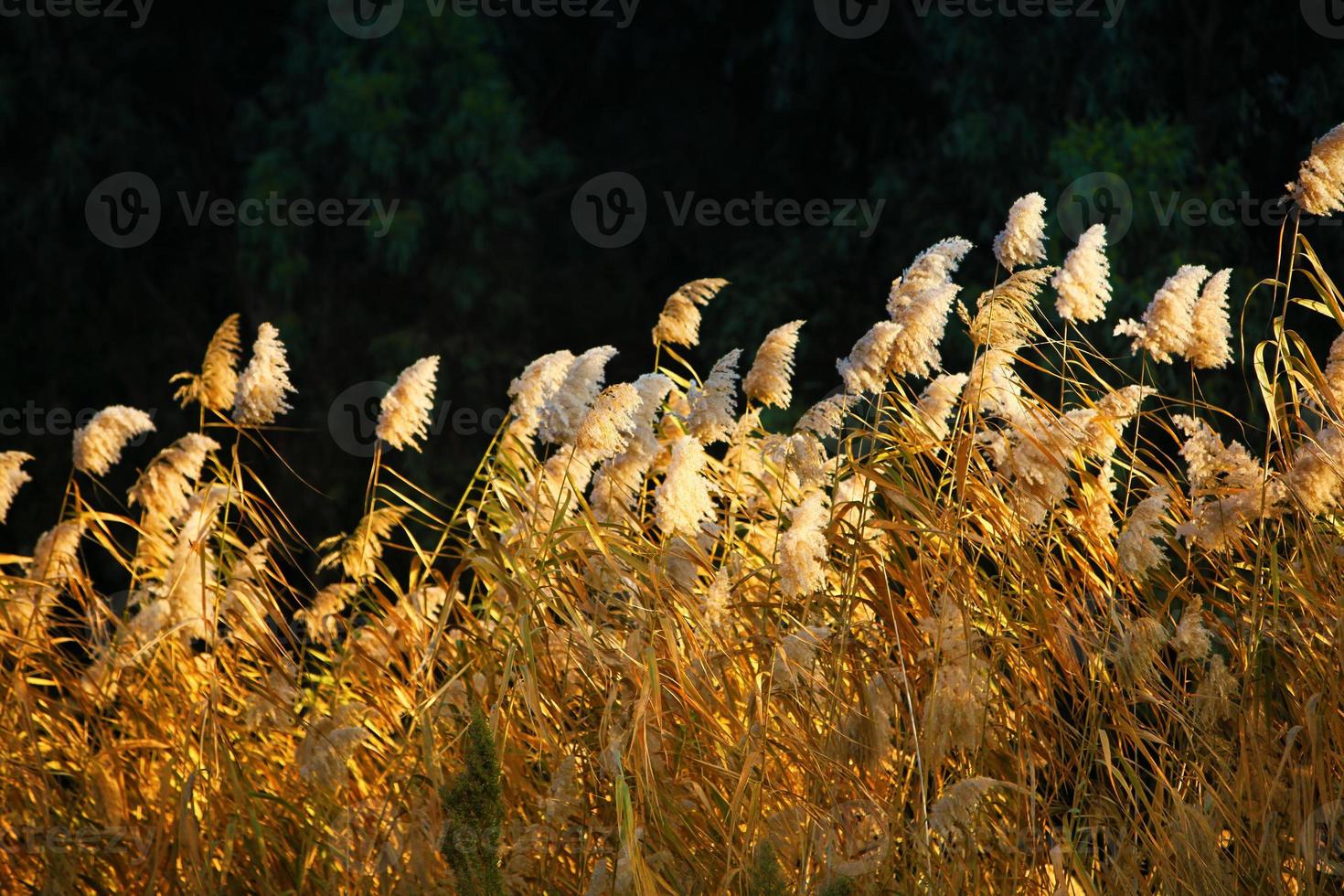 vacker växtvassflora i naturen utomhusvy foto