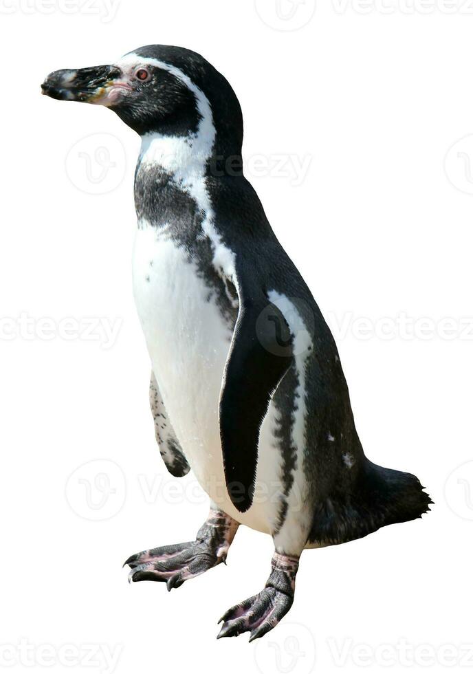 spheniskus humboldti pingvin foto