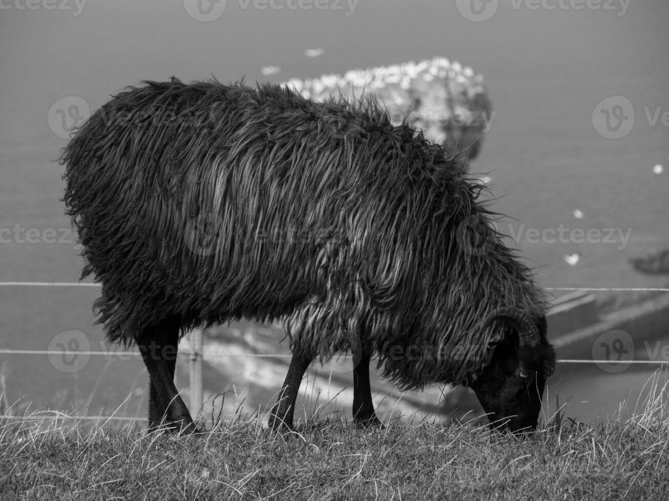 helgoland ön i Nordsjön foto