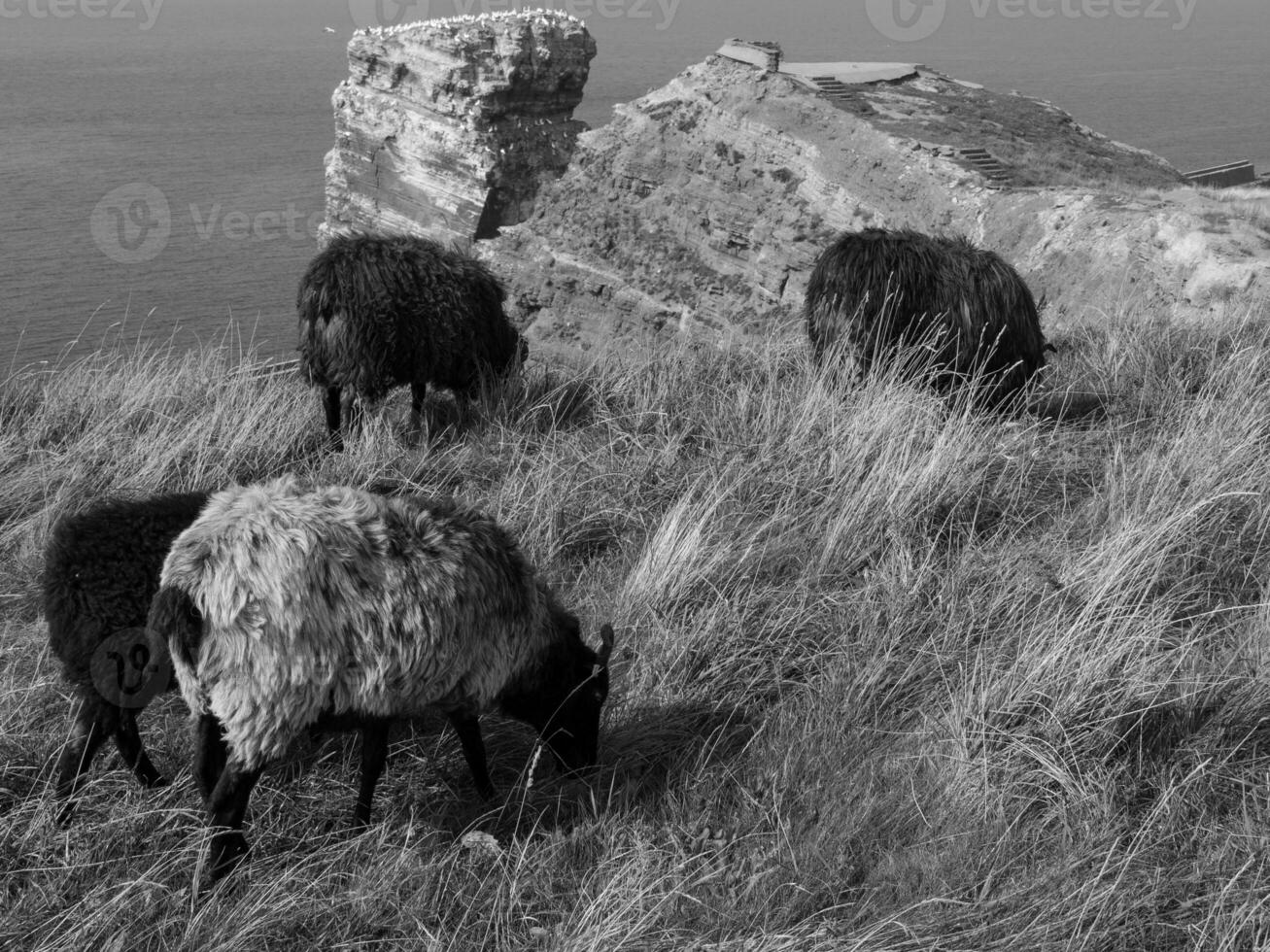 helgoland ön i Nordsjön foto