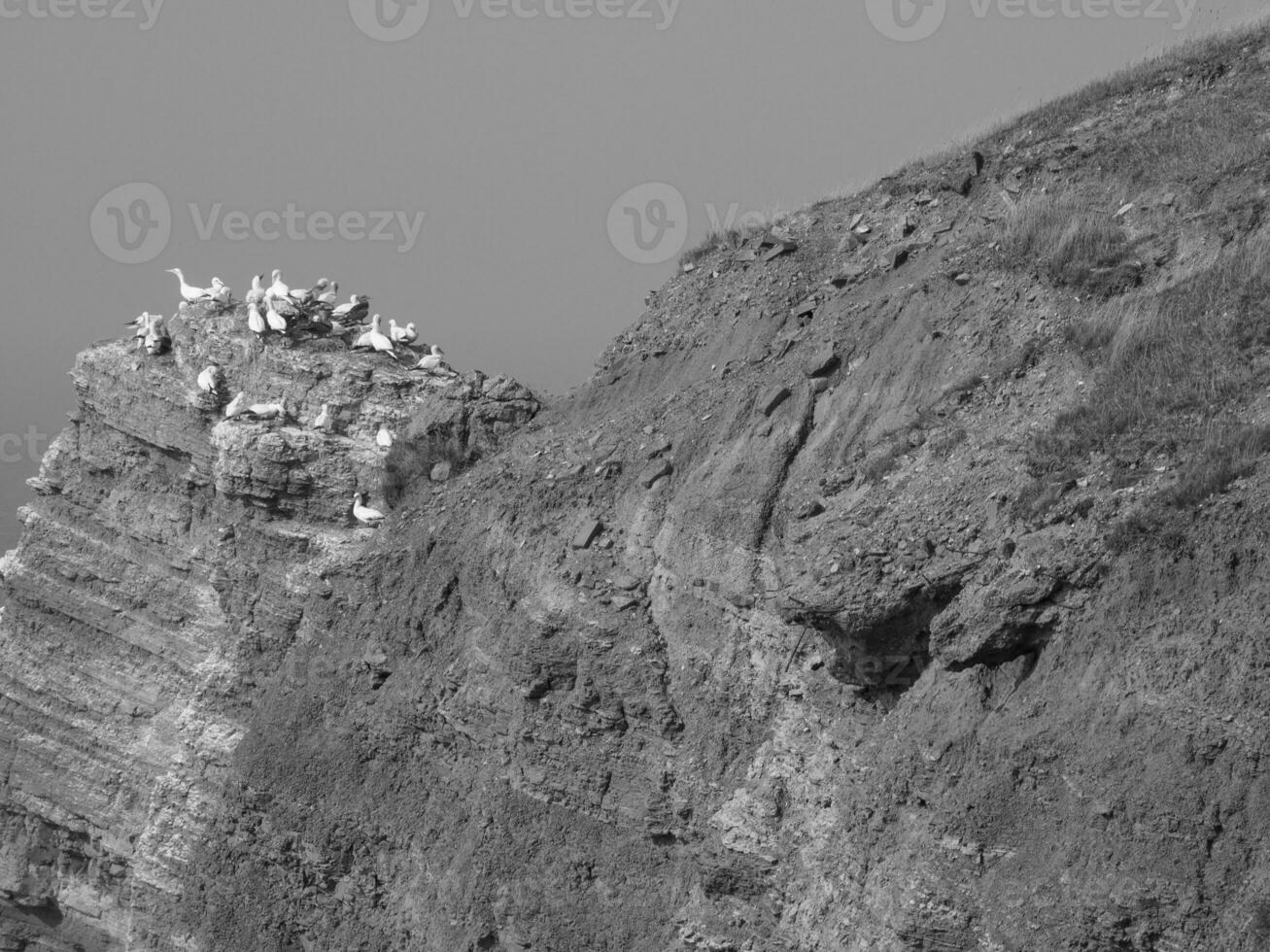 helgoland island i tyskland foto