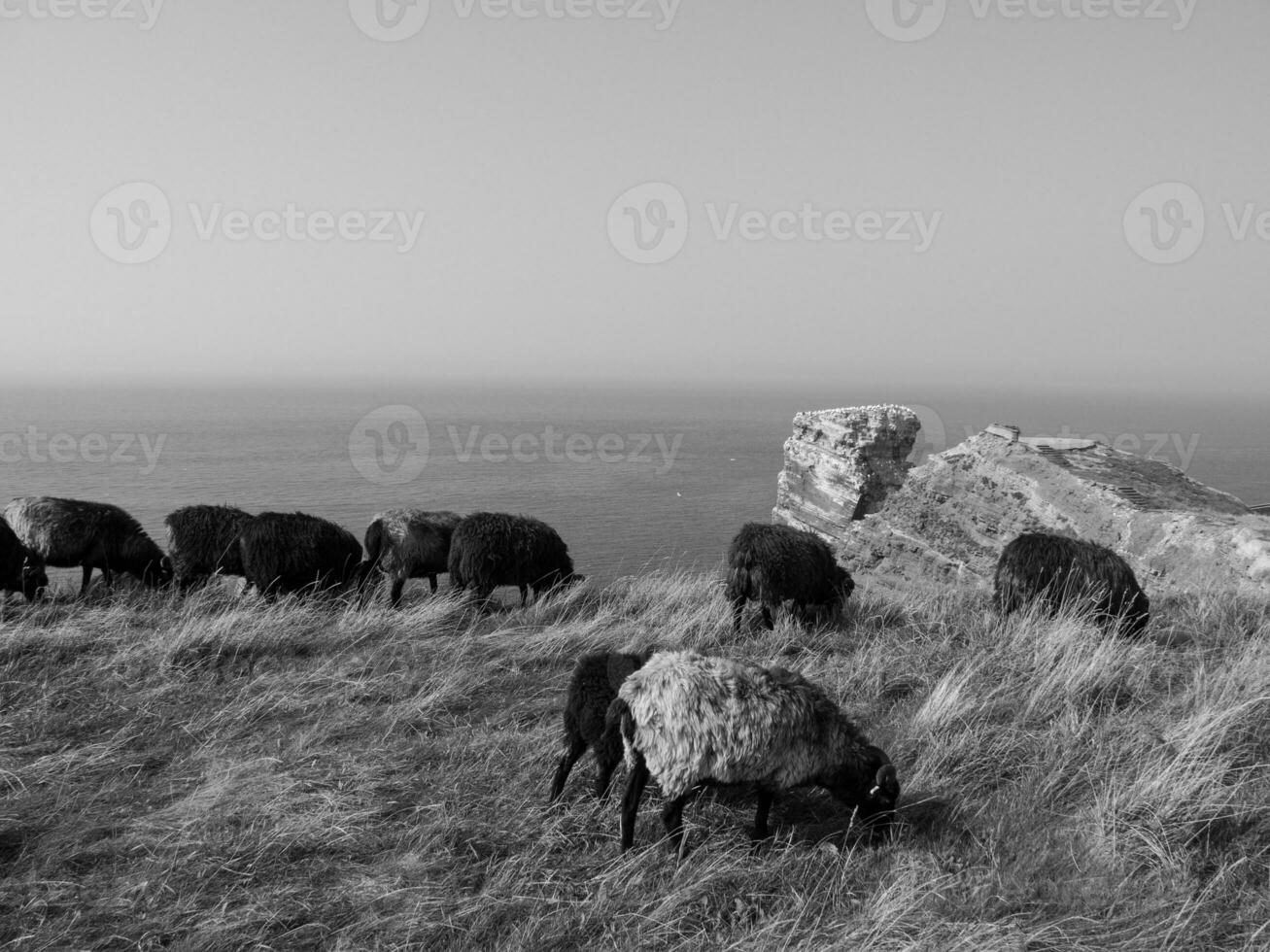 helgoland ön i Nordsjön foto