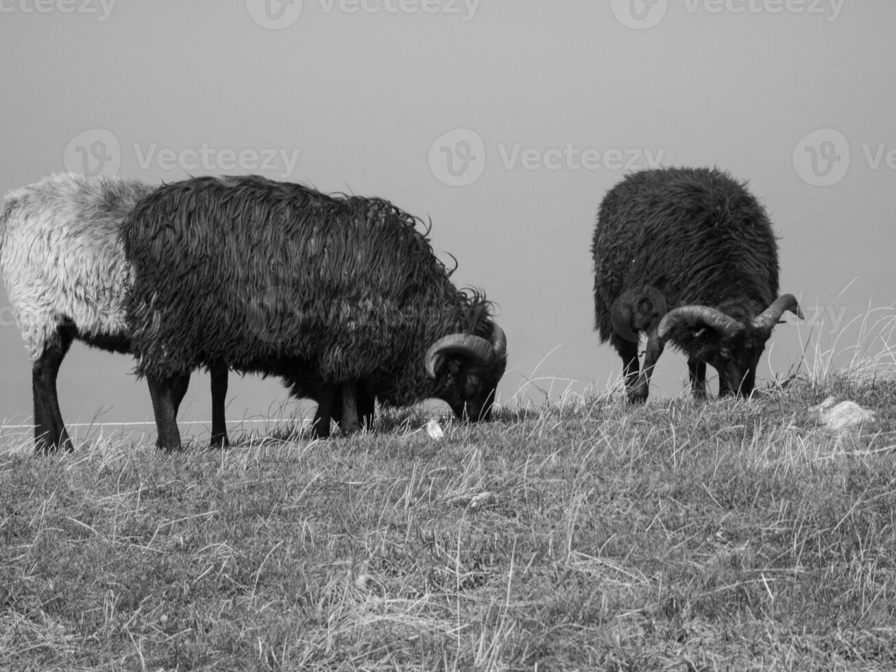 de tysk ö av helgoland foto