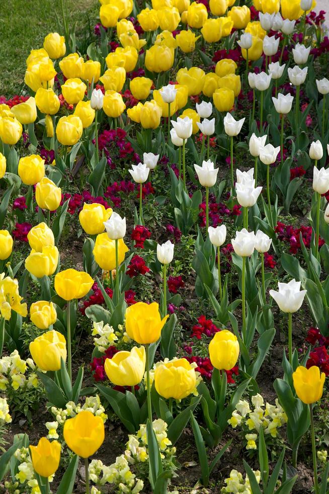 blommig vårblomma färgglada tulpaner foto