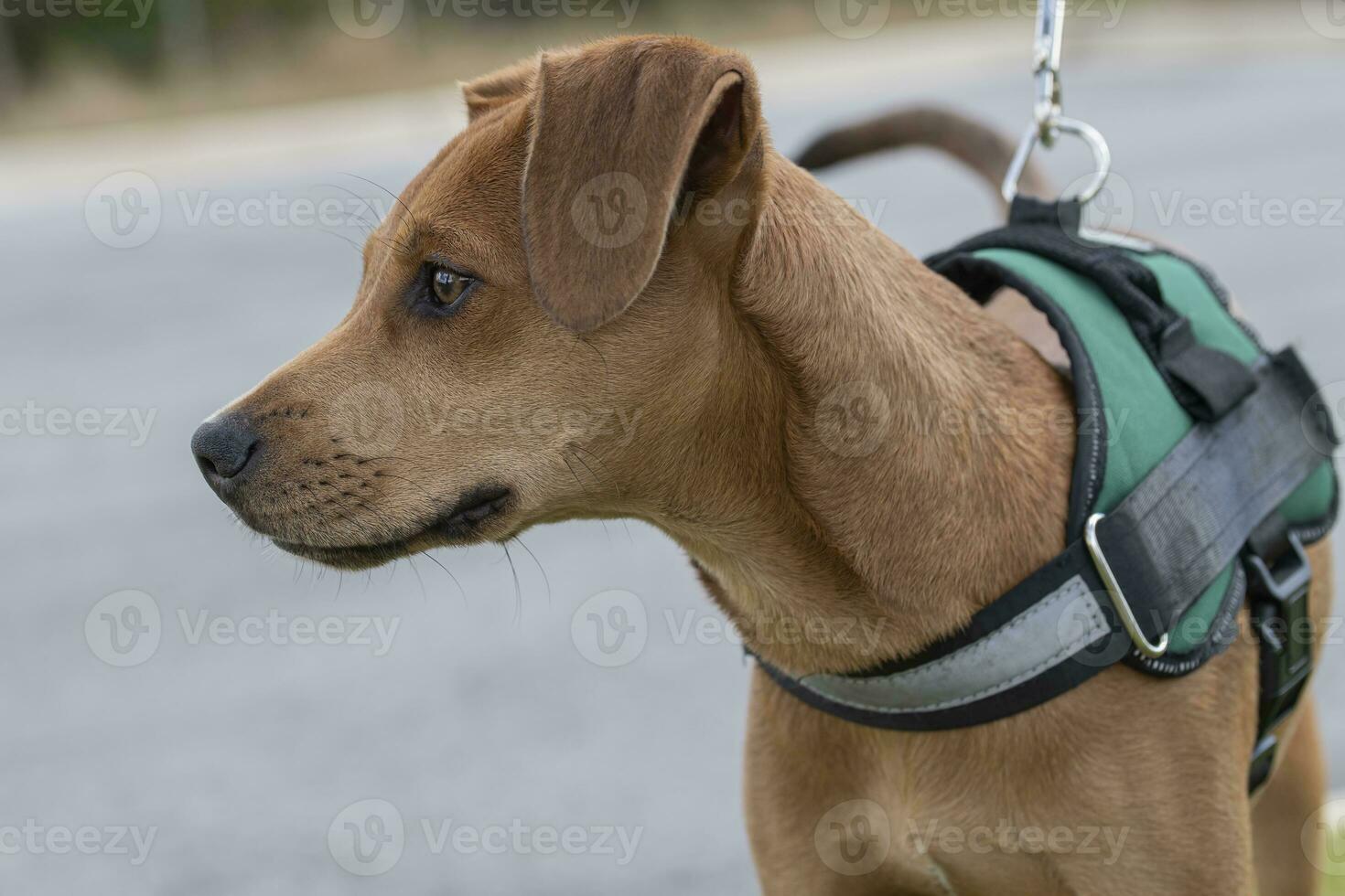 Träning ung hund valp ut för en promenad foto