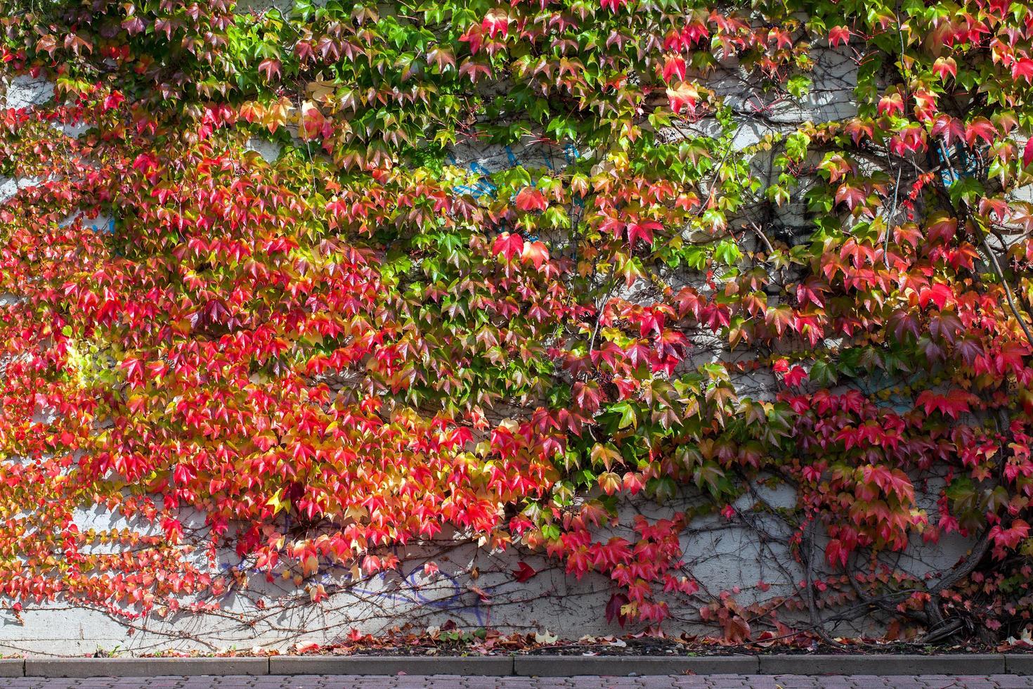 abstrakt bakgrund naturliga blad på väggen foto