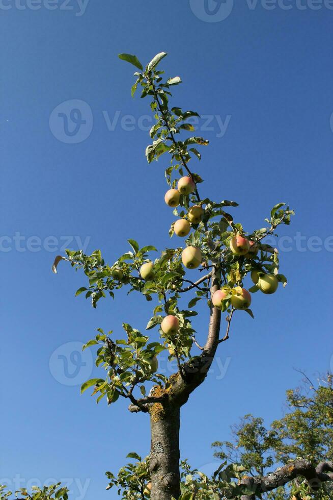 gren av ett äpple träd foto