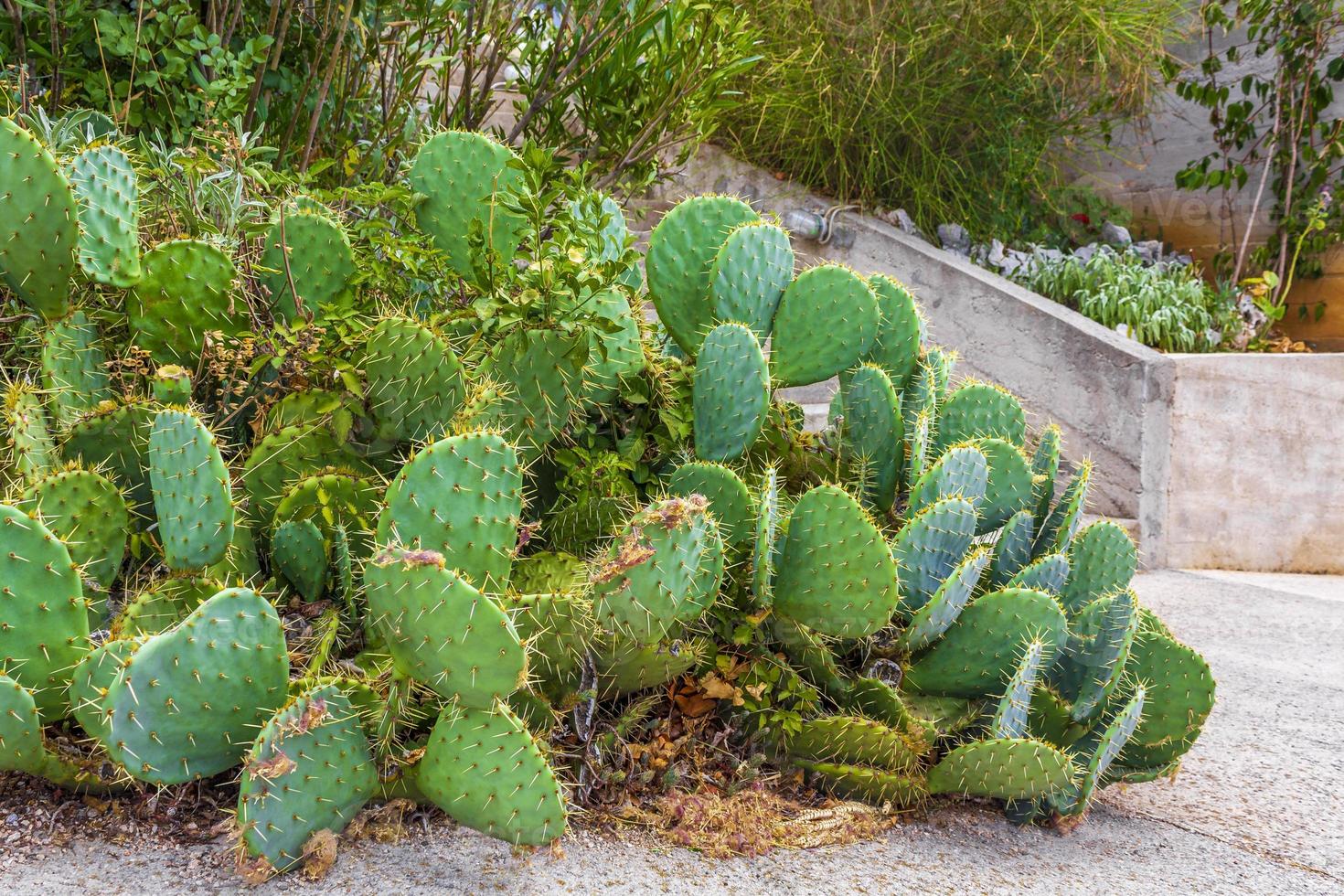 grön vacker kaktusväxt med stora taggar i kroatien. foto