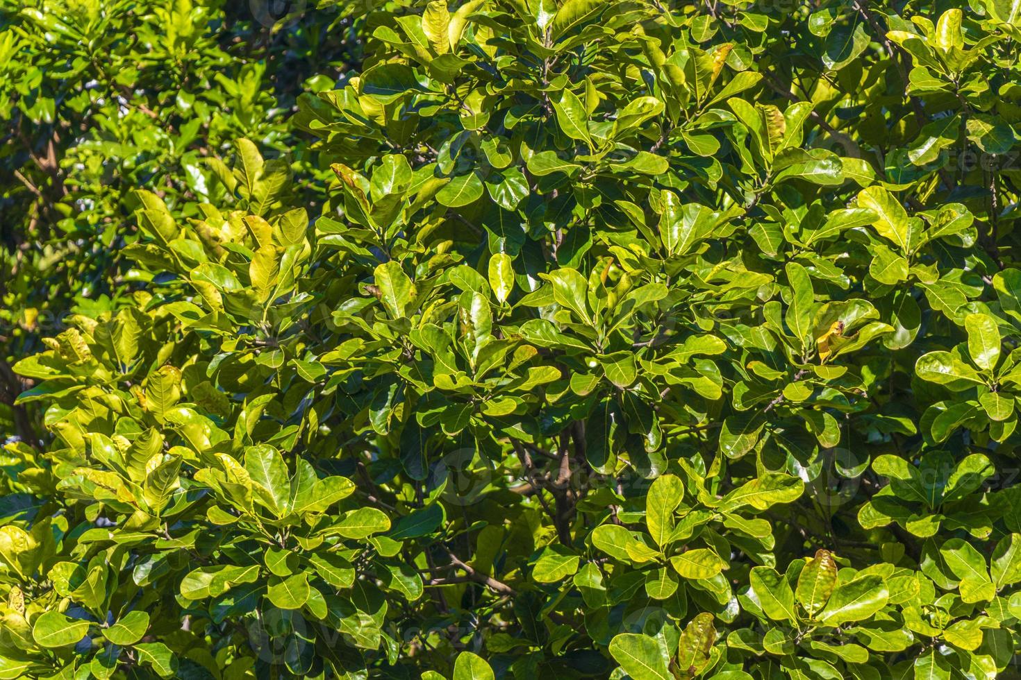 naturen på den tropiska ön ilha grande i Brasilien. foto