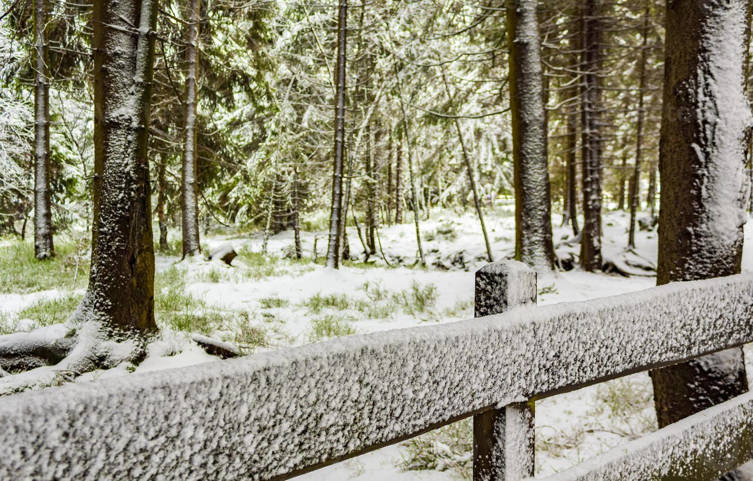 träd i de brocken bergen, harz, tyskland på vintern foto