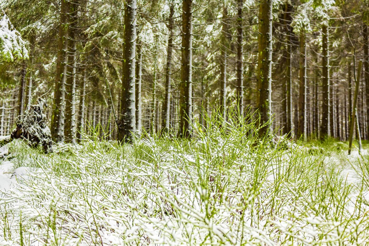 träd i de brocken bergen, harz, tyskland på vintern foto