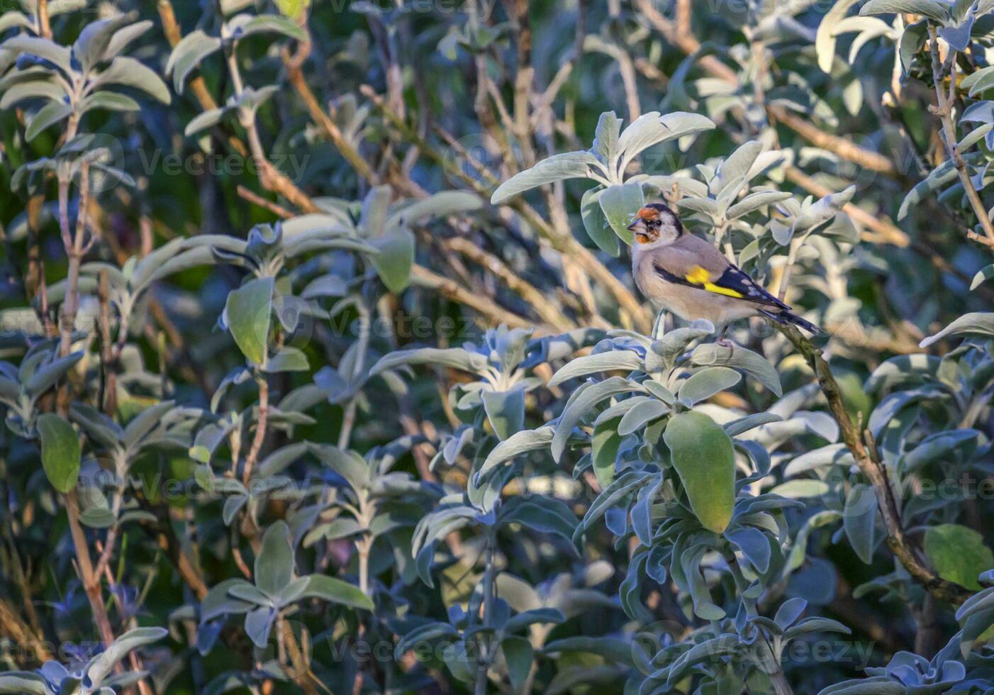 europeisk steglits, carduelis carduelis foto