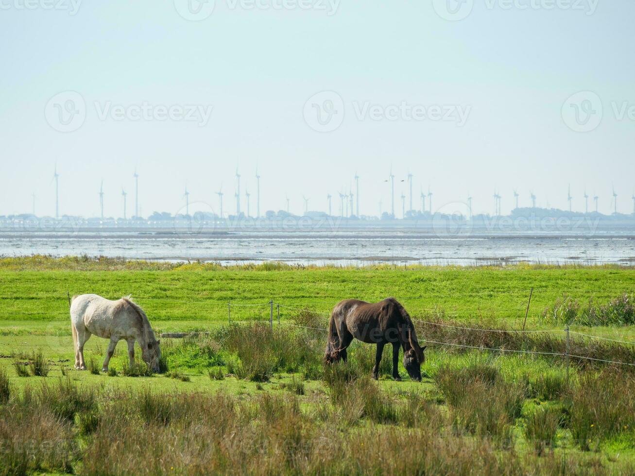 de ö av langeoog foto