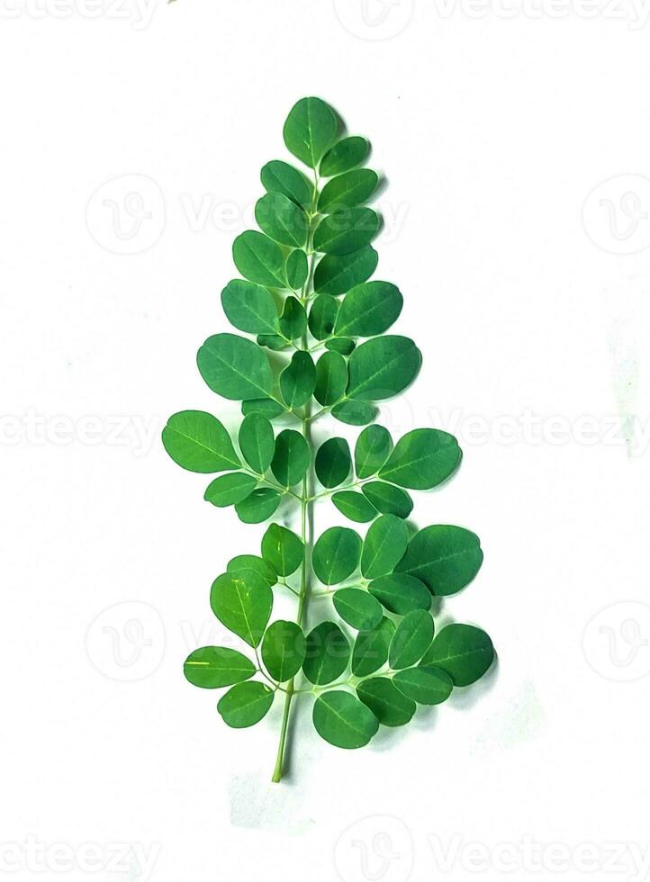 en grön växt med löv på en vit bakgrund, moringa löv, foto