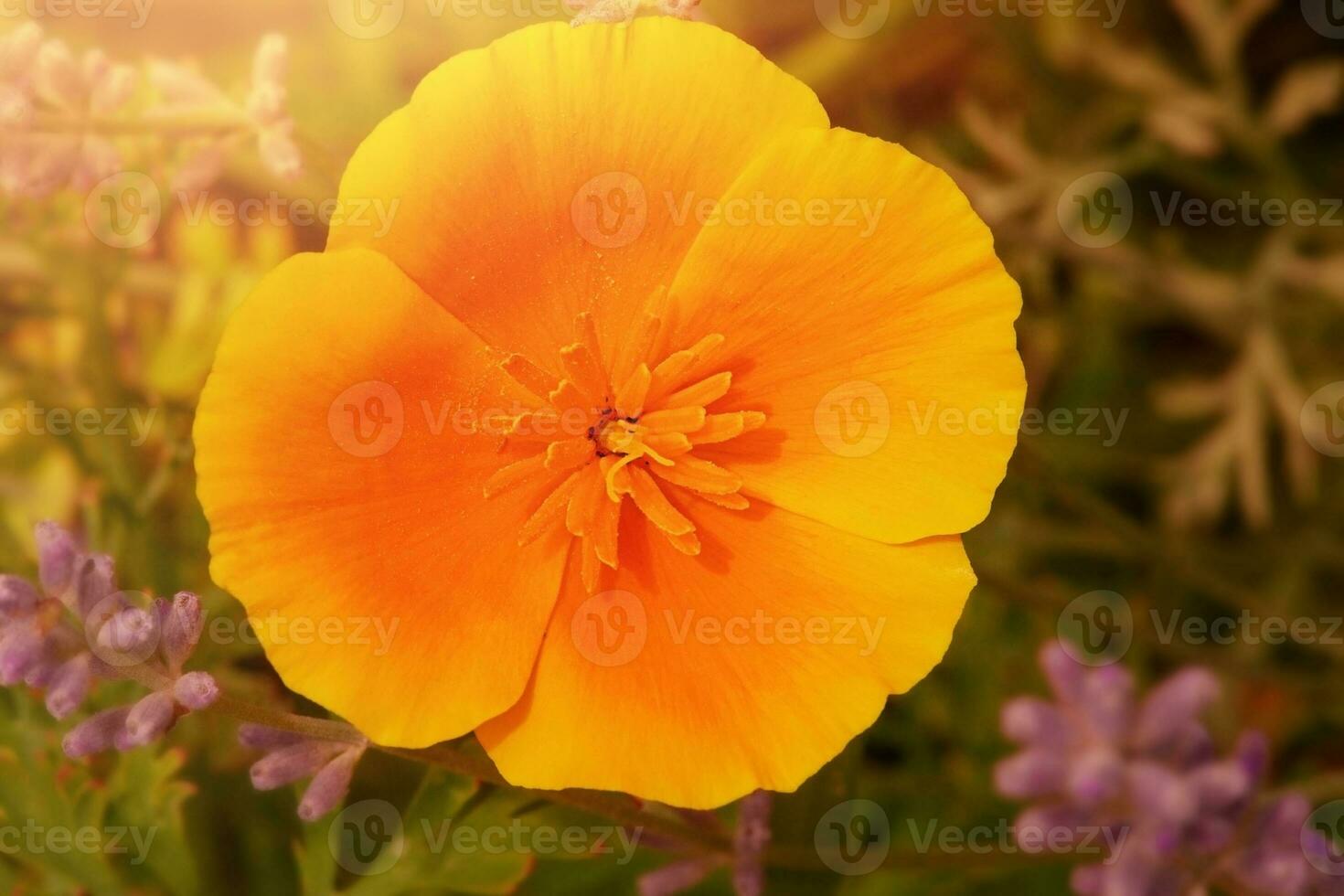 kalifornien gul vallmo blommor i de trädgård. ljus gul blomma i fokus på defocused lavendel. foto