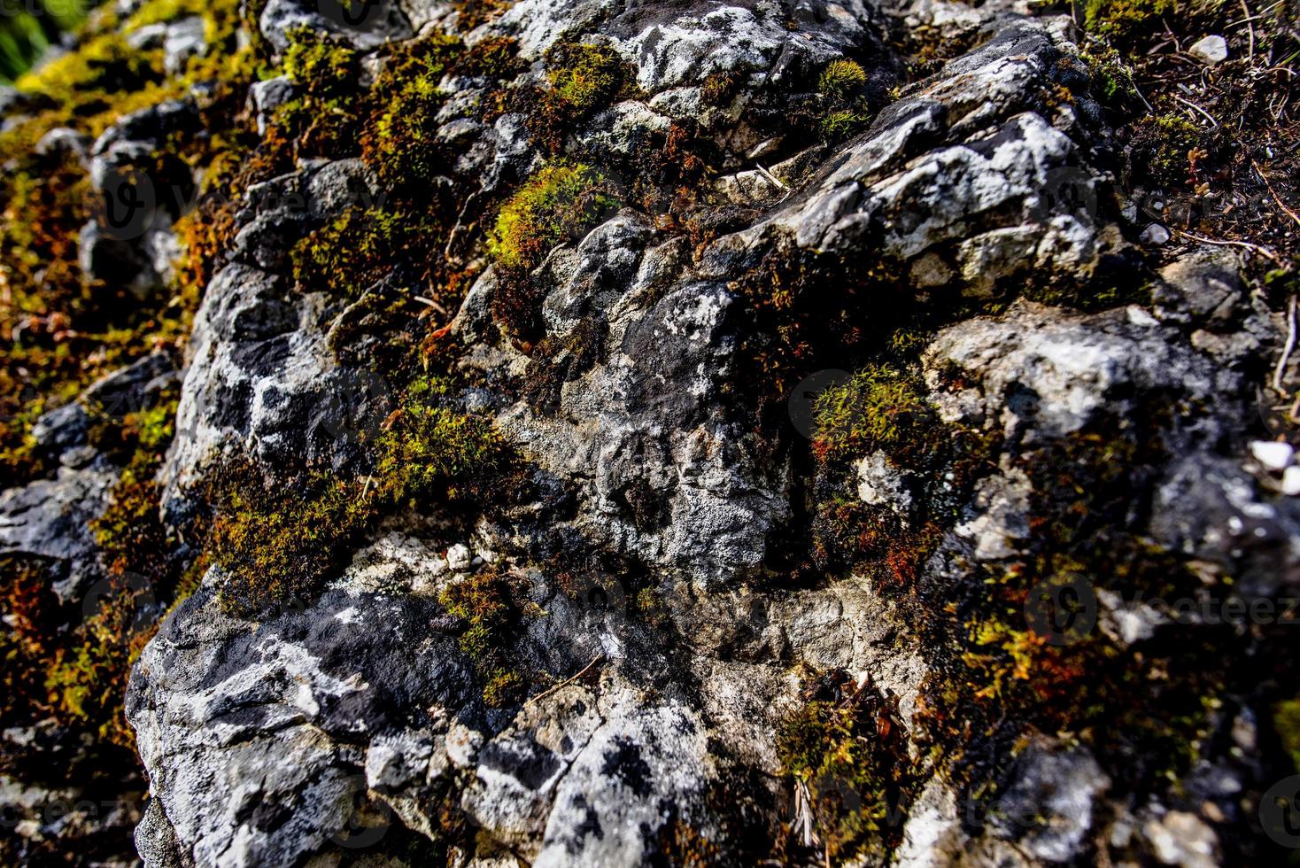 2021 05 15 cortina rock and moss foto