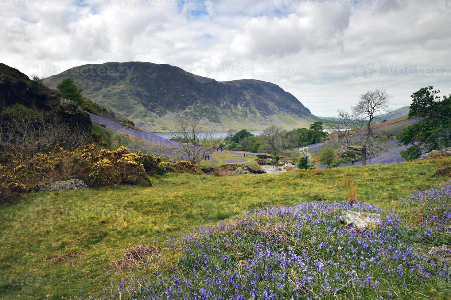 turister och rannerdale blå klockor foto