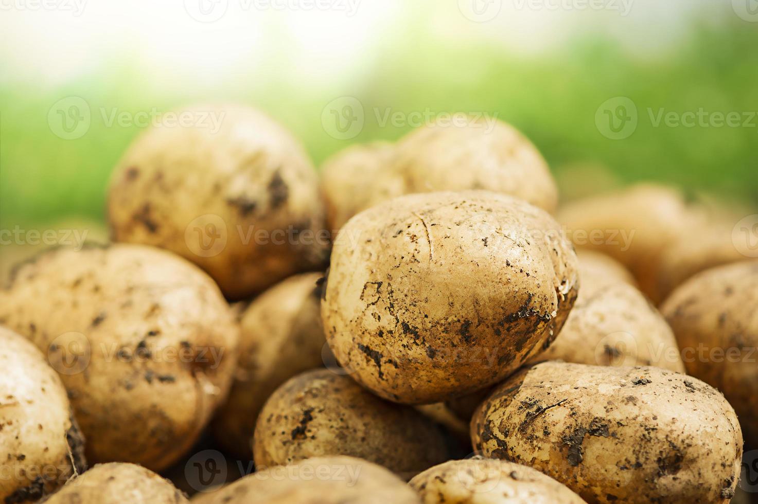 färsk potatis på gården foto