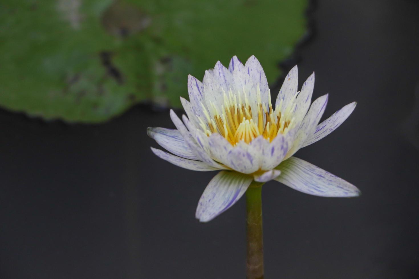 lotusgård, symbol för naturen, vit lotus i vatten foto