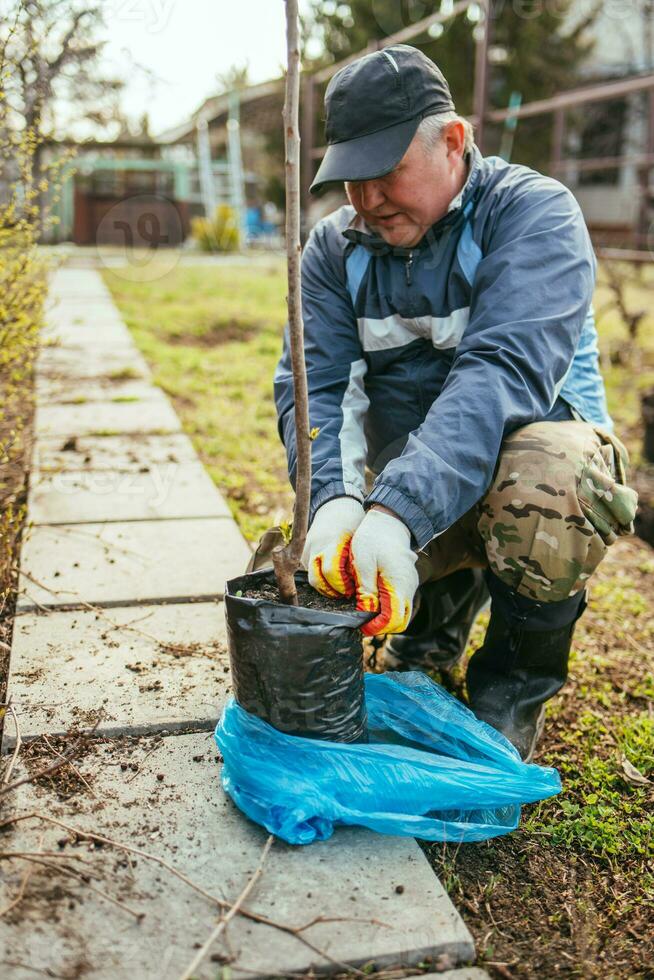 en man växter en ung frukt träd. de jordbrukare packar upp en ny fröplanta och sätter den i de jord. de begrepp av miljö- skydd och ekologi foto