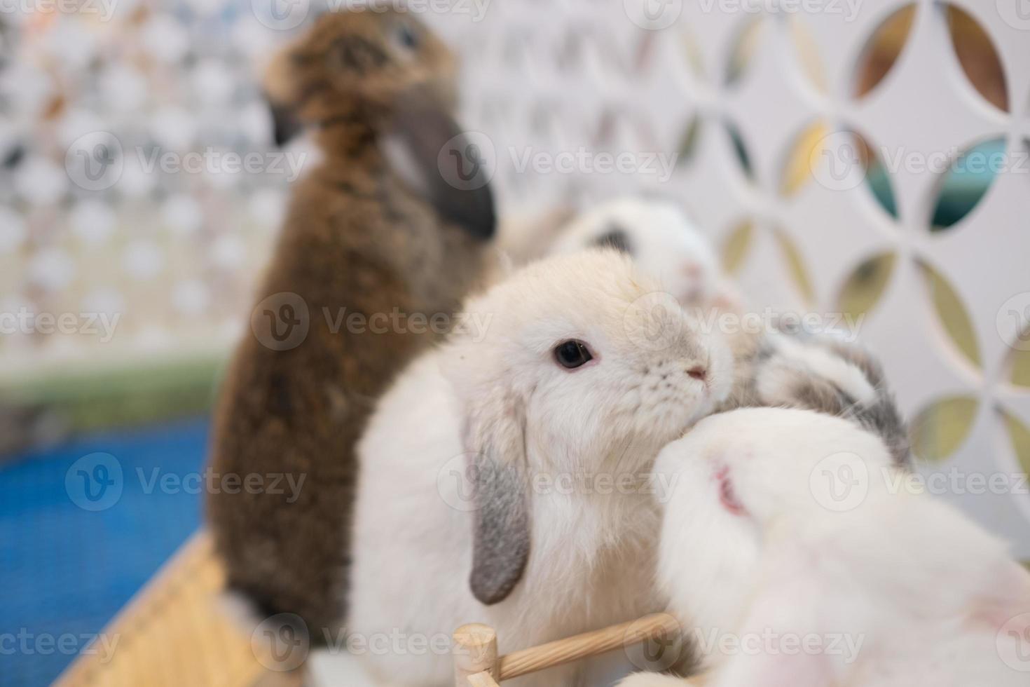 kaninsömn på marken, kanindjur, holland lop foto