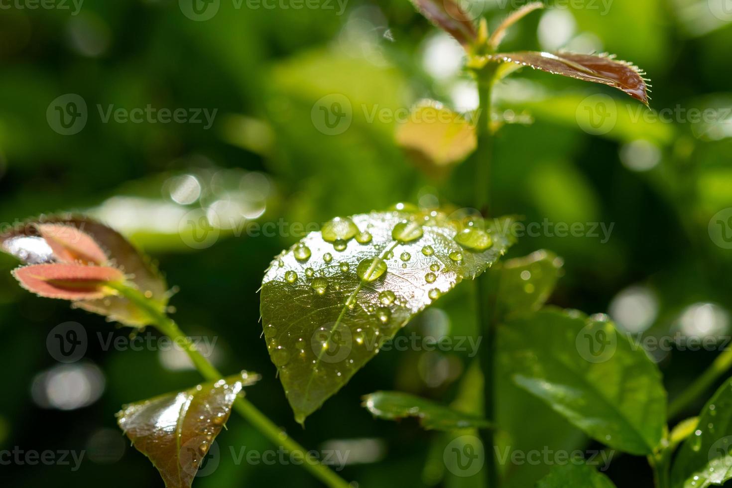 vatten på lämnar bakgrund, gröna blad natur foto